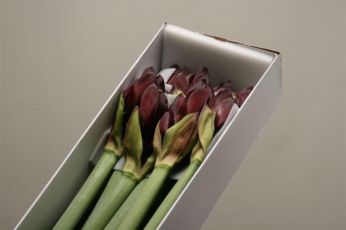 <h4>Hipp Ga Royal Velvet</h4>