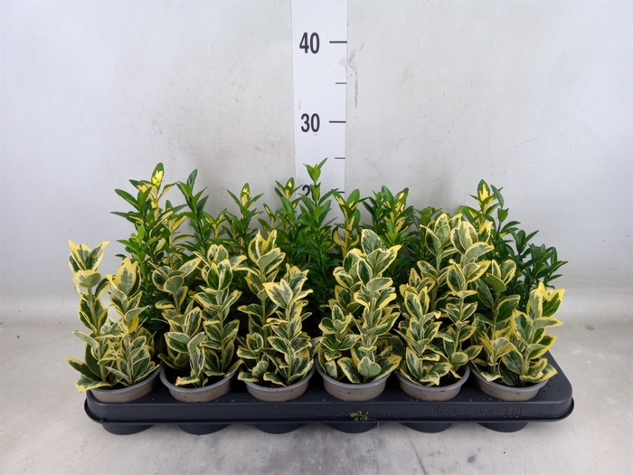 <h4>Euonymus japon.   ...mix</h4>