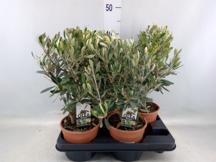 <h4>Olea europaea</h4>