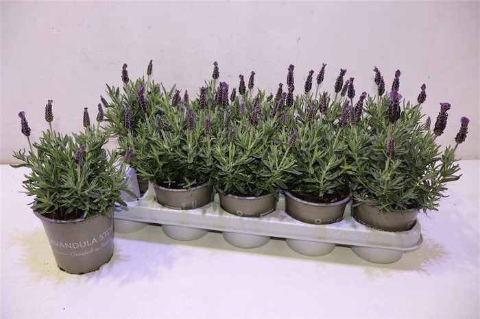 <h4>Lavan Stoechas</h4>