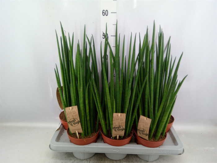 <h4>Sansevieria bacularis</h4>