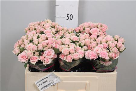 <h4>R Tr Severina</h4>