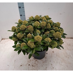 White Globe 23cm 35+ bloem