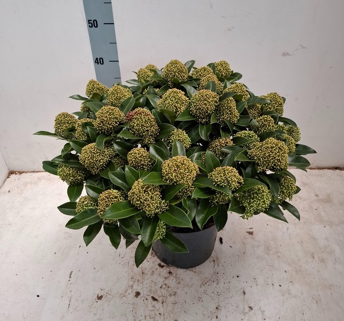 <h4>White Globe 23cm 35+ bloem</h4>