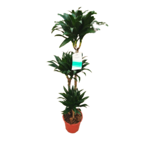 Dracaena overig