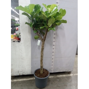 Ficus lyrata