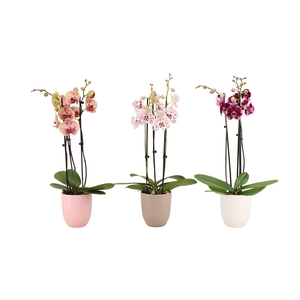 Hugo Hotel Mix Phal Mix 3T18+