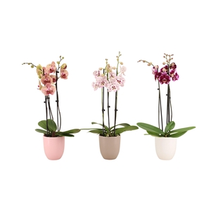 Hugo Hotel Mix Phal Mix 3T18+