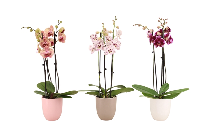 <h4>Hugo Hotel Mix Phal Mix 3T18+</h4>