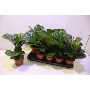 Ficus Lyrata Bambino