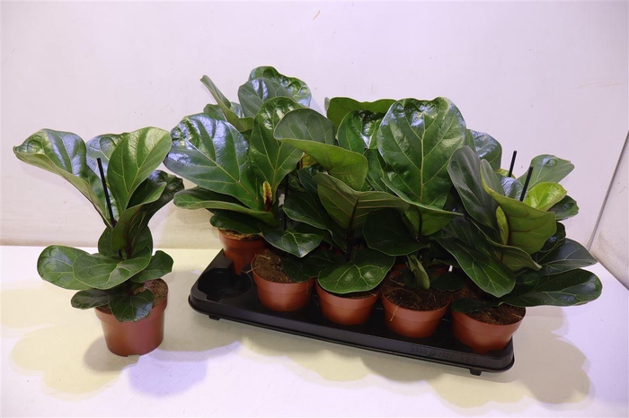 <h4>arr8 Ficus Lyrata Bambino</h4>