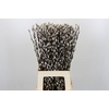 Salix Caprea Snow Flake Premium