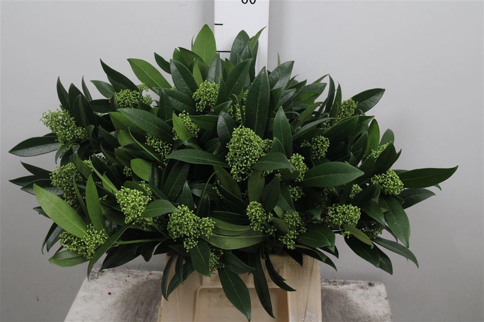 <h4>Skim C Kew Green Bs</h4>