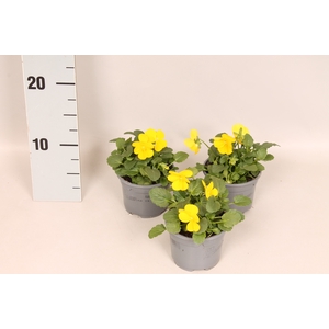 Viola cornuta F1 Yellow