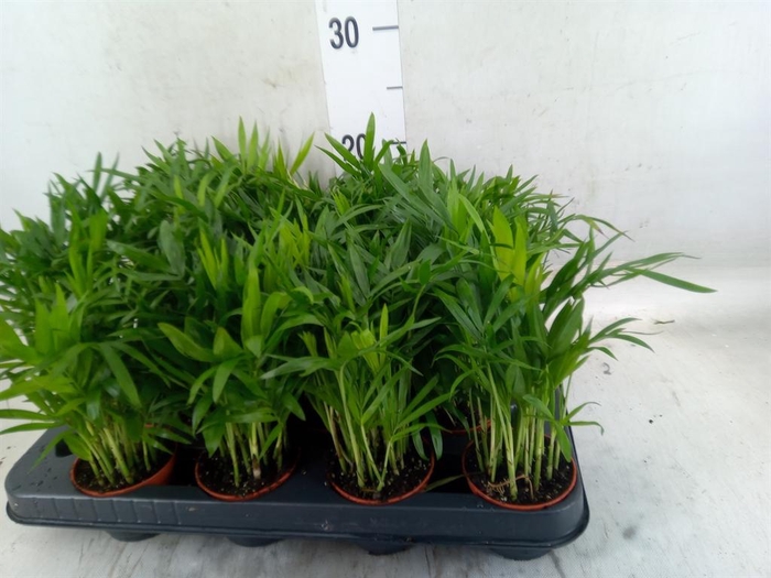 <h4>Chamaedorea elegans</h4>
