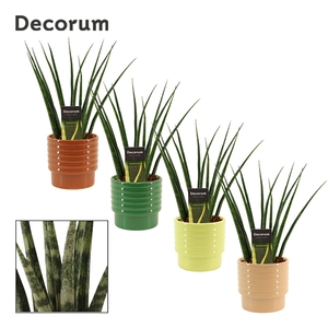 Sansevieria fernwood 12 cm in Naemi (Natural bubble-collection)