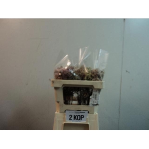 SYRINGA MAIDENS BLUSH