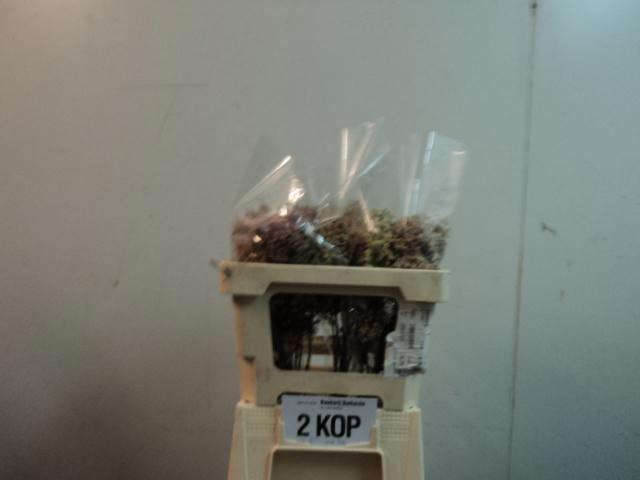 <h4>SYRINGA MAIDENS BLUSH</h4>