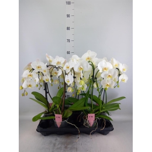 Phalaenopsis  'Ant Leeds'