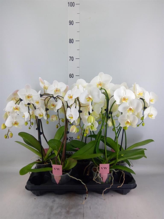 <h4>Phalaenopsis  'Ant Leeds'</h4>