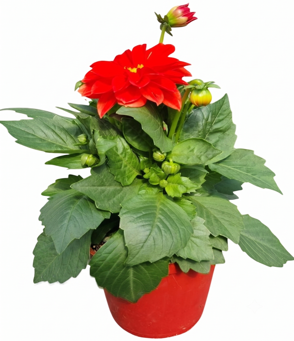 <h4>Dahlia Sunshine gemengd</h4>