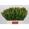 Leucadendron Goldstrike