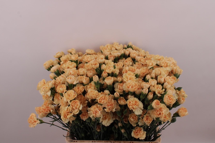 <h4>Di Tr Pinata Sundrops</h4>