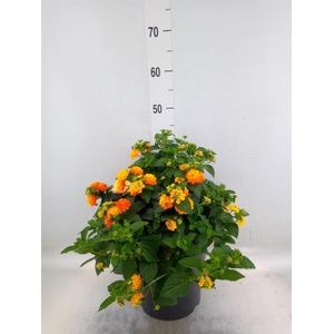 Lantana camara 'Simon Orange'
