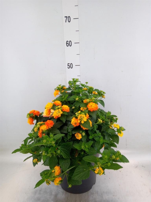 <h4>Lantana camara 'Simon Orange'</h4>
