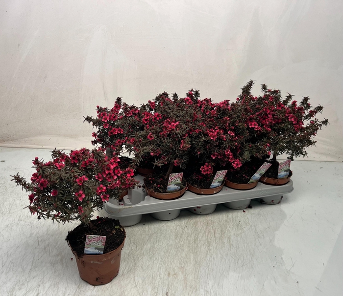 <h4>LEPTO SCOPAR</h4>