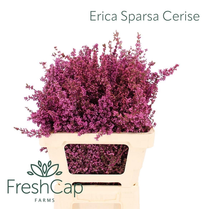 <h4>ERICA BICOLOR</h4>