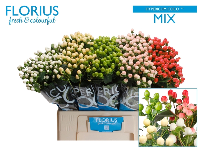 <h4>HYP COCO GEM</h4>