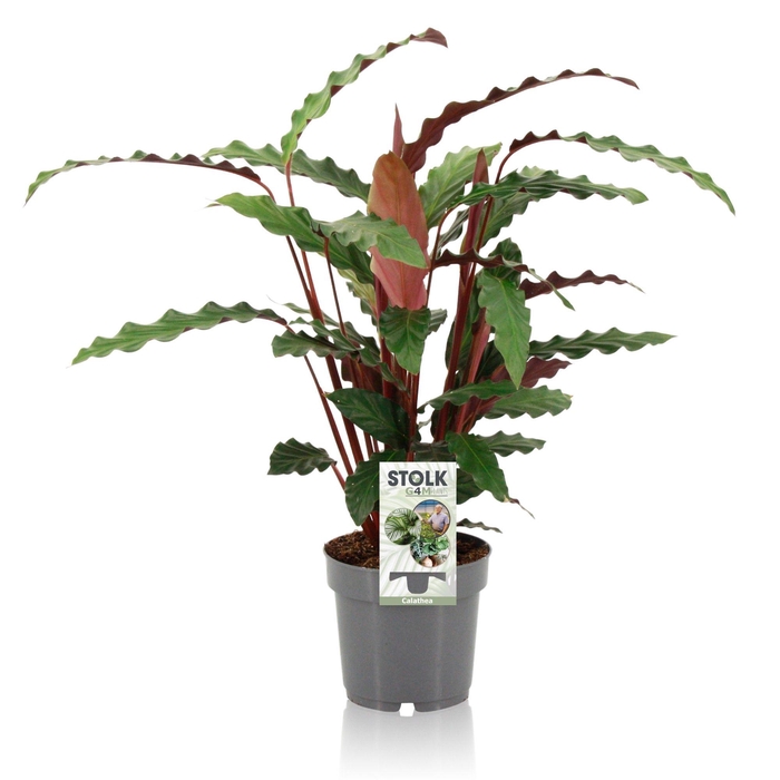 <h4>Calathea 14cm 'Rufibarba'</h4>