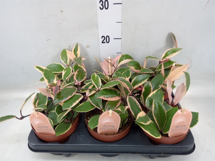 <h4>Hoya carnosa 'Floraganza Flamingo'</h4>