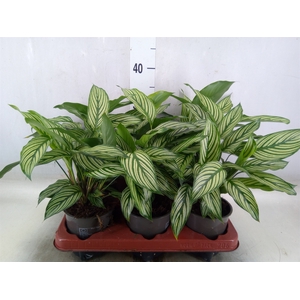 Calathea   ...