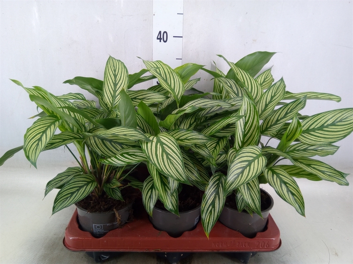 <h4>Calathea   ...</h4>
