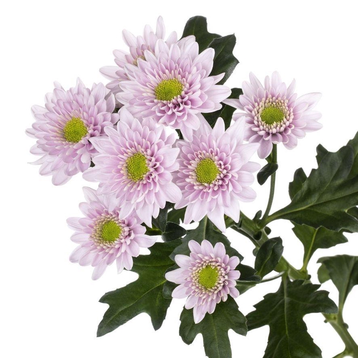 <h4>CHR T COMMANDER PINK</h4>