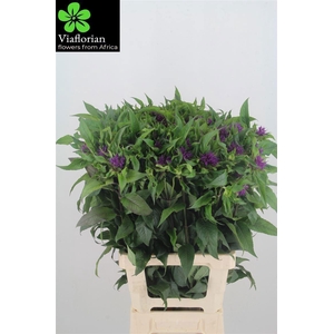 MONARDA PURPLE PRINCE