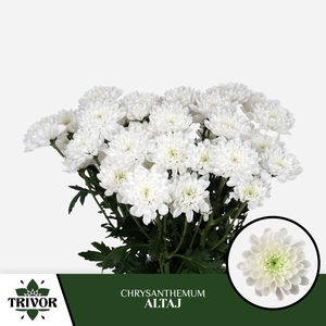 CHRYSANTHEMUM TR 'ALTAJ'