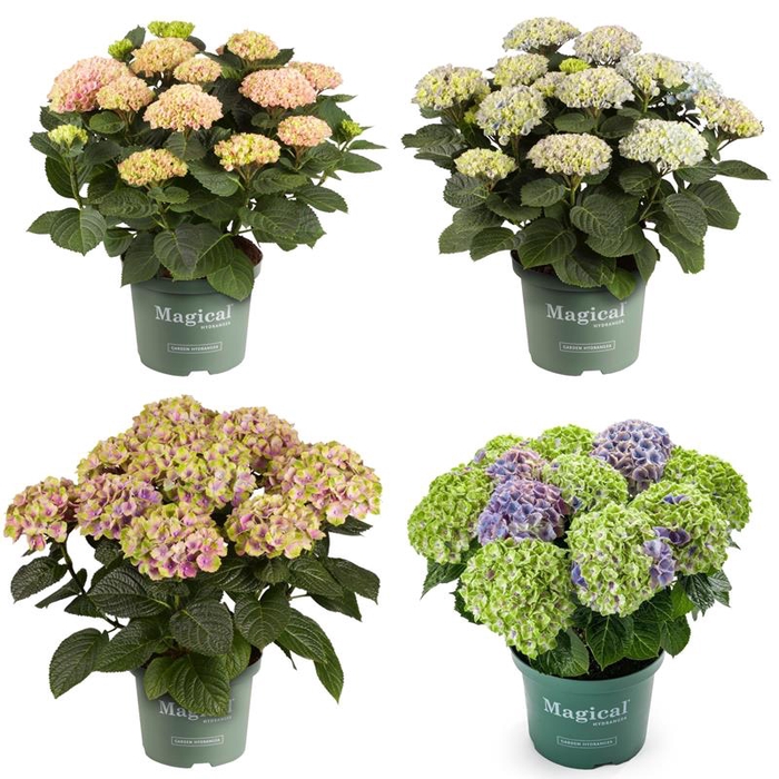 <h4>HYDRANGEA MACROPHYLLA p23</h4>