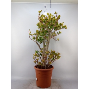 Crassula ovata 'Sunset'