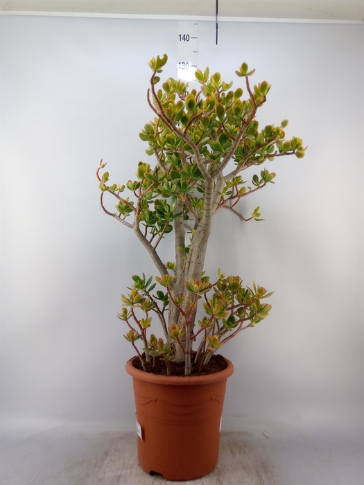 <h4>Crassula ovata 'Sunset'</h4>