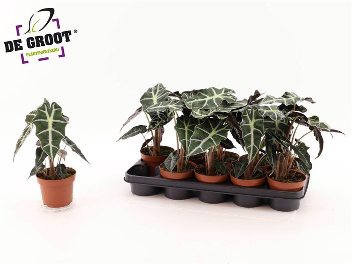 <h4>Alocasia 'Polly'</h4>