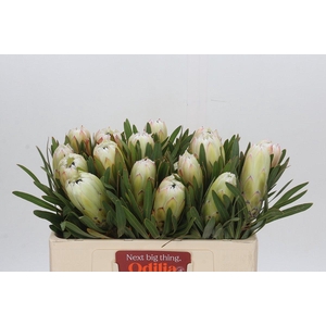 Protea White Night