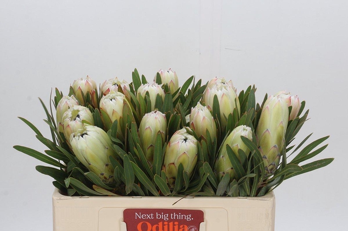 <h4>Protea White Night</h4>