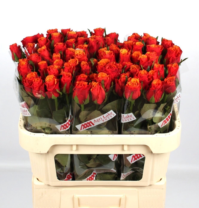 <h4>R GR ESPANA@</h4>