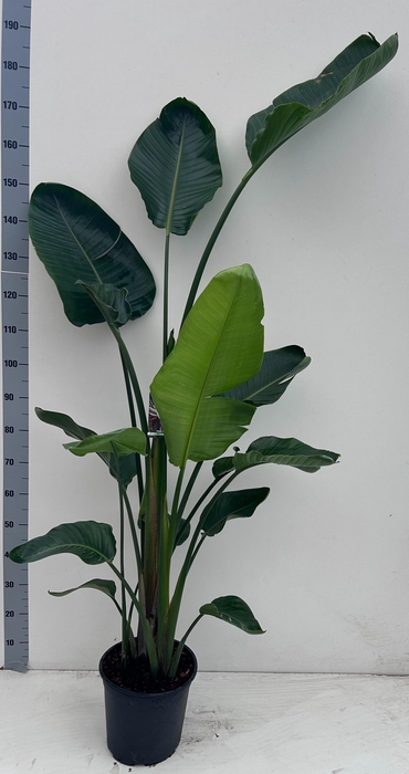 <h4>STRELITZIA NICOLAI</h4>