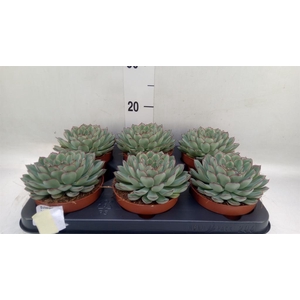 Echeveria pulidonis 'Sky Pearl'