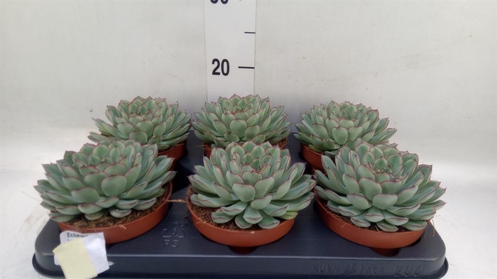 <h4>Echeveria pulidonis 'Sky Pearl'</h4>