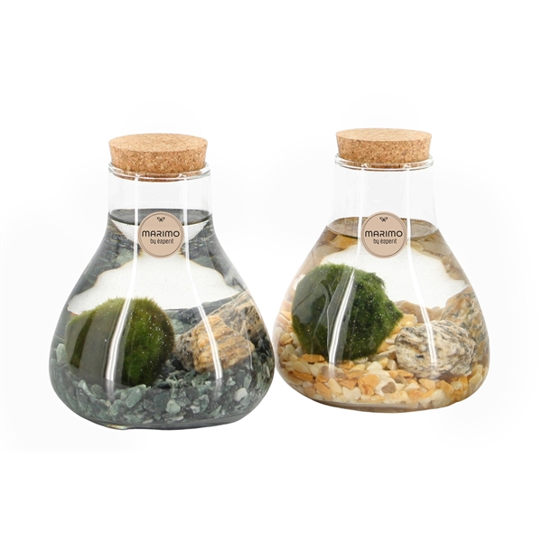 <h4>90526: Marimo arrangement</h4>